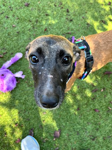 Lady, a 10 months old female Whippet X available for adoption from RSPCA in Surrey