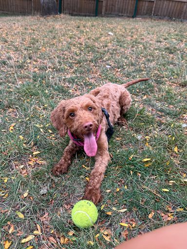 Ruby, a 1 year old female Poodle X available for adoption from RSPCA in Surrey