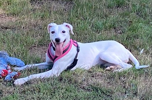 Duchess, a 1 year old female Whippet X available for adoption from RSPCA in Surrey