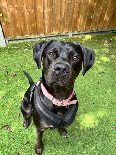 Athena, a 2 years old female Labrador X available for adoption from RSPCA in Surrey