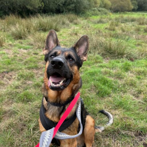 Bear, a 5 years old male German Shepherd available for adoption from RSPCA in Surrey