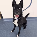 Beetlejuice, a 2 years old male Siberian Husky X Border Collie available for adoption from RSPCA in Lancashire