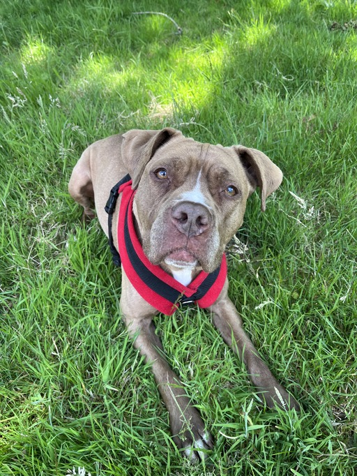 Honey, a 7 years old female Staffordshire Bull Terrier X Mastiff available for adoption from RSPCA in Surrey