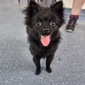 Bear, a 2 years old female Finnish Spitz available for adoption from RSPCA in Lancashire