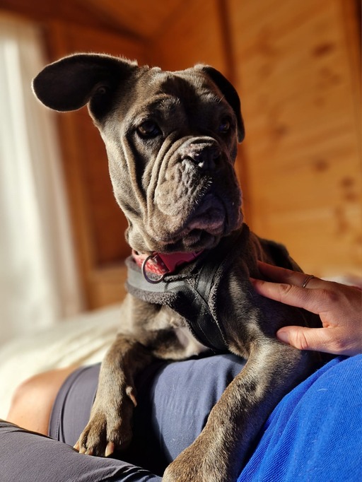 Callie, a 5 years old female French Bulldog X available for adoption from RSPCA in Surrey
