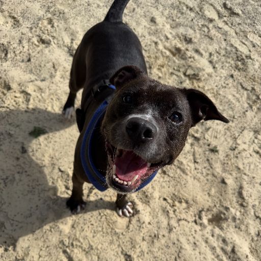 Mary Jane, a 4 years old female Staffordshire Bull Terrier available for adoption from RSPCA in Surrey