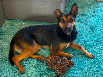 Lucio, a 2 years old male Unknown available for adoption from Saving Souls Animal Rescue in Lancashire