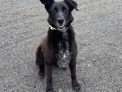 MURA, a 5 years old female Crossbreed available for adoption from Scooby Spanish Dog Rescue UK in Cheshire