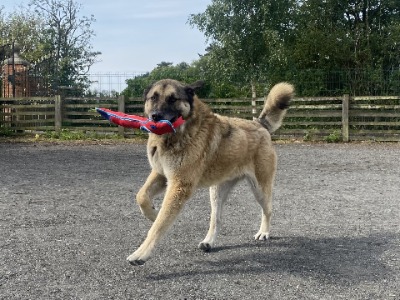 KAYAN, a 7 years old male Crossbreed available for adoption from Scooby Spanish Dog Rescue UK in Cheshire