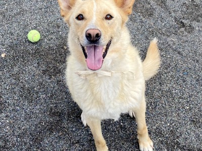 DANTE, a 6 years old male Crossbreed available for adoption from Scooby Spanish Dog Rescue UK in Cheshire