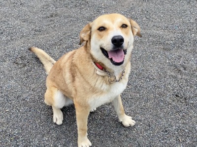 FRIDA, a 4 years old female Crossbreed available for adoption from Scooby Spanish Dog Rescue UK in Cheshire