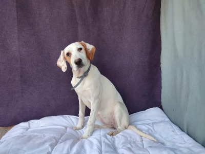 Lilly, a 2 years old female Pointer available for adoption from Scruffy Dog Rescue Shropshire in Shropshire