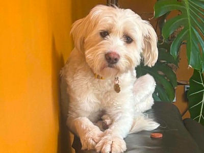 Lily 211, a 19 months old female Unknown available for adoption from Scruffy Dog Rescue Shropshire in Lincolnshire