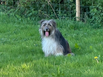 Maggi, a 4 years old female Unknown available for adoption from Scruffy Dog Rescue Shropshire in Shropshire