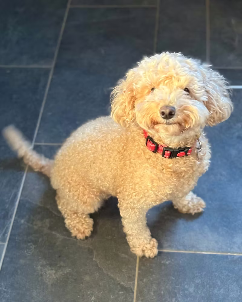 Molly, a 5 years old female Poodle X available for adoption from Silver Fox Dog Rescue in Cumbria