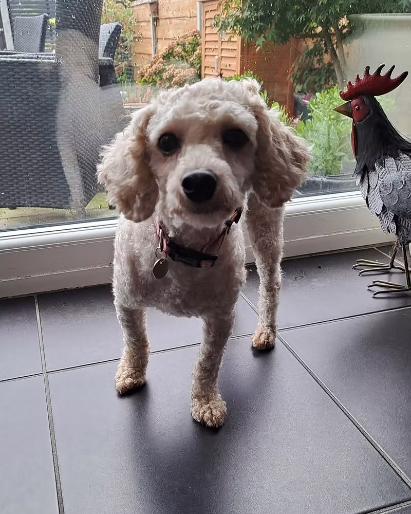 Molly, a 4 years old female Poodle X available for adoption from Silver Fox Dog Rescue in East Riding Of Yorkshire