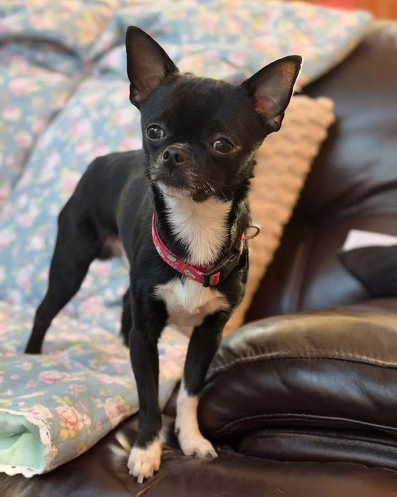 Rocco, a 2 years old male Chihuahua available for adoption from Silver Fox Dog Rescue in Cheshire