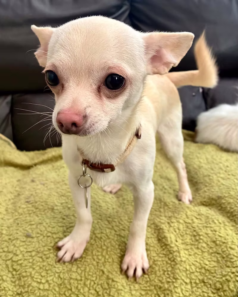 Chico, a 3 years old male Chihuahua available for adoption from Silver Fox Dog Rescue in Greater Manchester