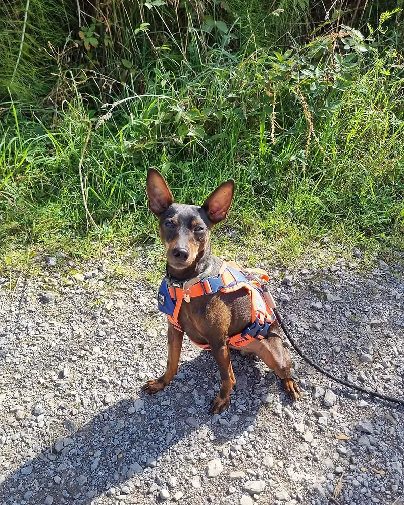 Aspen, a 9 years old male Miniature Pinscher X available for adoption from Silver Fox Dog Rescue in Hampshire