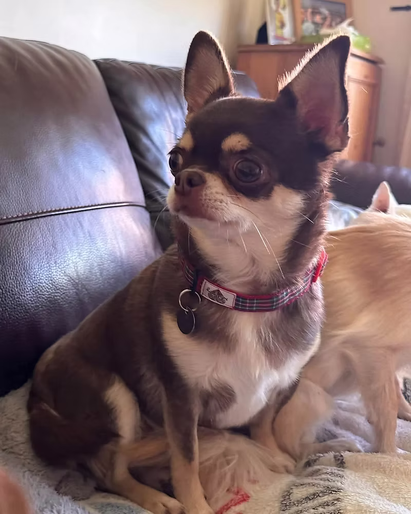 Rocco, a 7 years old male Chihuahua available for adoption from Silver Fox Dog Rescue in Cheshire