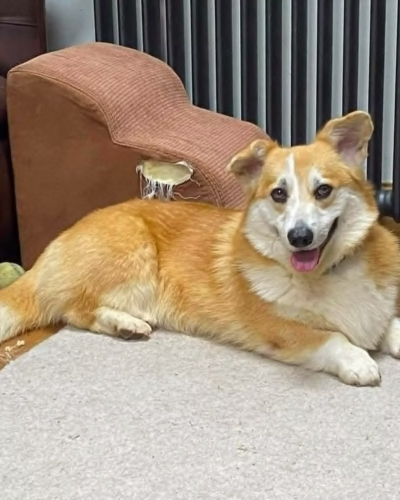 Simba, a 1 year old male Cardigan Welsh Corgi available for adoption from Silver Fox Dog Rescue in Greater Manchester