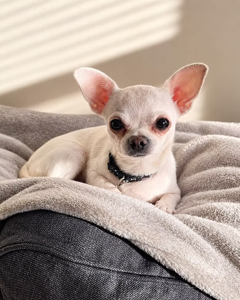 Snowey, a 2 years old female Chihuahua available for adoption from Silver Fox Dog Rescue in Leicestershire