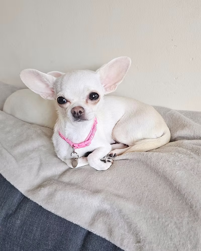Luna, a 4 years old female Chihuahua available for adoption from Silver Fox Dog Rescue in Leicestershire