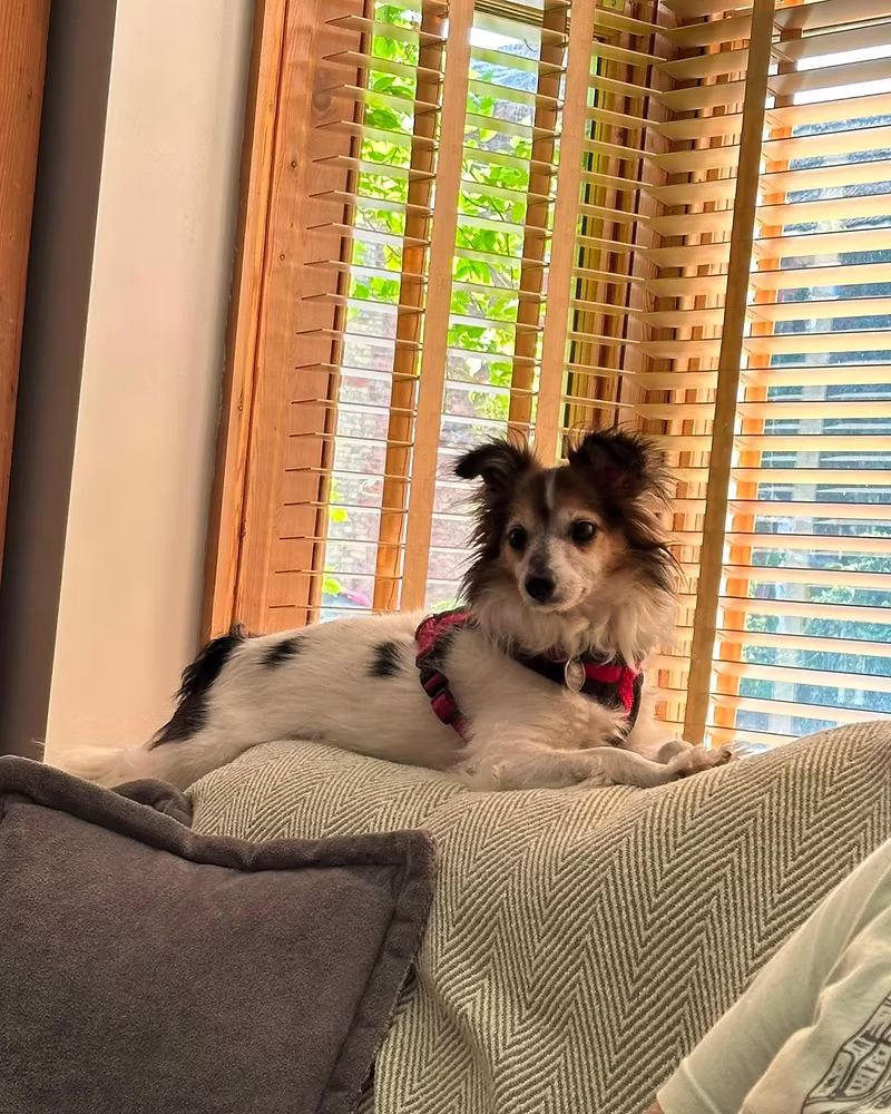 Pups, a 11 years old male Chihuahua X available for adoption from Silver Fox Dog Rescue in Lincolnshire