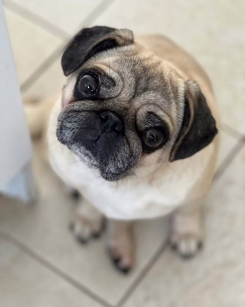 Dotti, a 7 years old female Pug available for adoption from Silver Fox Dog Rescue in Greater Manchester