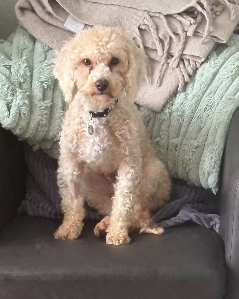 Penny, a 4 years old female Poodle X available for adoption from Silver Fox Dog Rescue in East Riding Of Yorkshire
