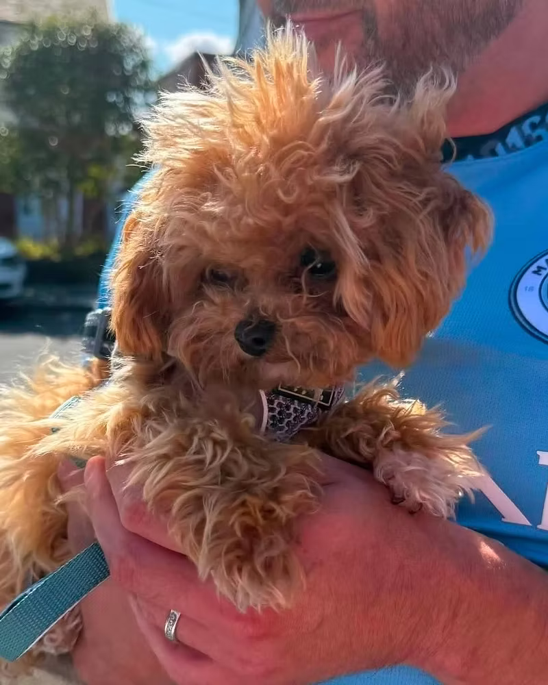 Tao Tao, a 2 years old male Poodle X available for adoption from Silver Fox Dog Rescue in Greater Manchester