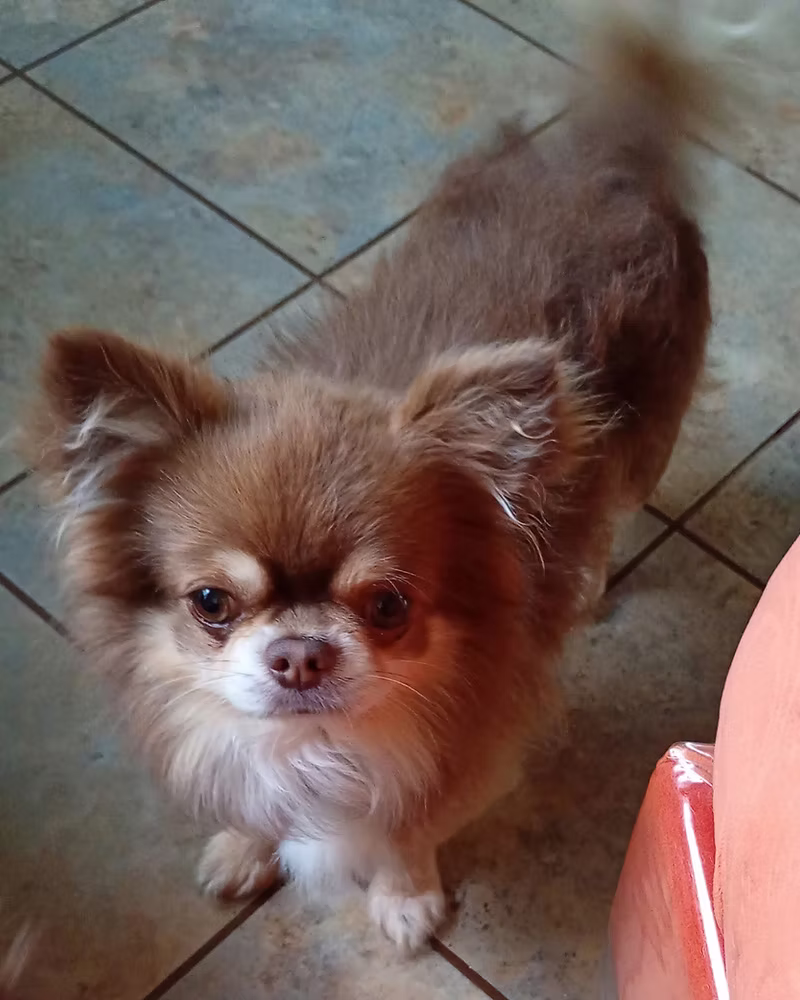 Snoopy, a 4 years old male Chihuahua available for adoption from Silver Fox Dog Rescue in Cumbria