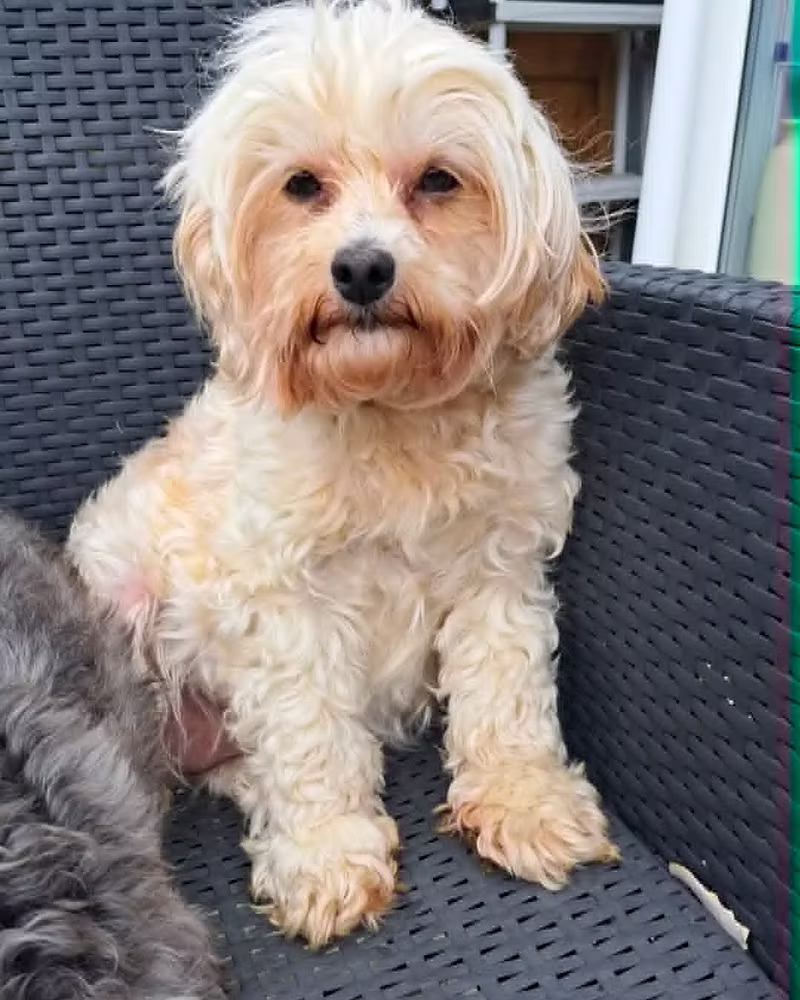 Willow, a 8 years old female Cavalier King Charles Spaniel X Poodle available for adoption from Silver Fox Dog Rescue in Greater Manchester