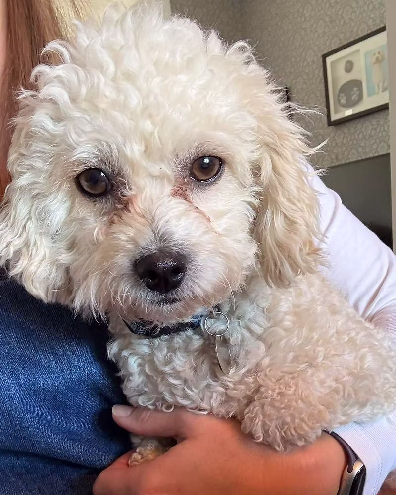 Yasmin, a 2 years old female Maltese X Bichon Frise available for adoption from Silver Fox Dog Rescue in Bedfordshire