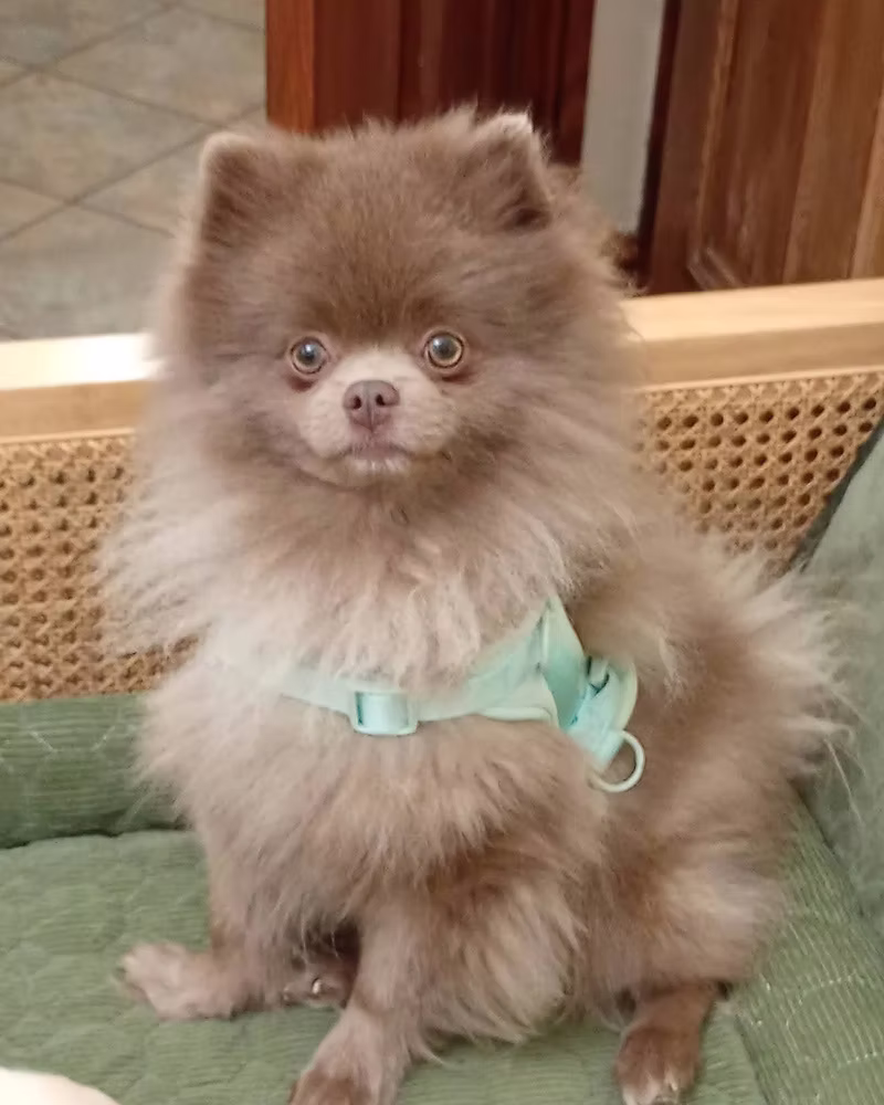 Josh, a 2 years old male Pomeranian available for adoption from Silver Fox Dog Rescue in Cumbria