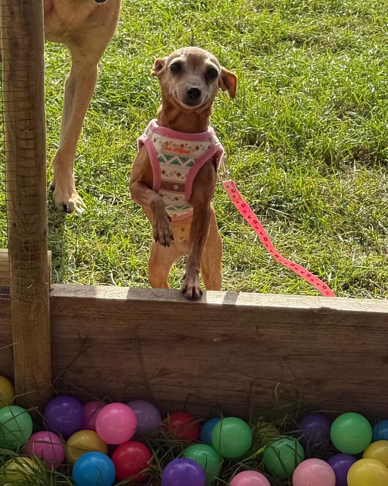 Hazel, a 10 years old female Miniature Pinscher available for adoption from Silver Fox Dog Rescue in Lincolnshire