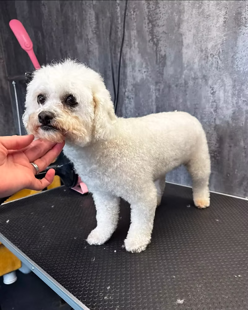 Flossy, a 4 years old female Bichon Frise available for adoption from Silver Fox Dog Rescue in Lancashire