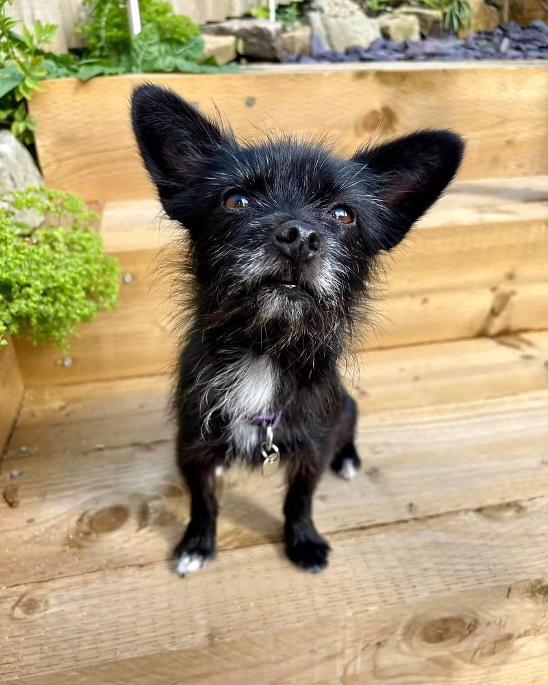 Dolly, a 8 years old female Chihuahua X available for adoption from Silver Fox Dog Rescue in Greater Manchester