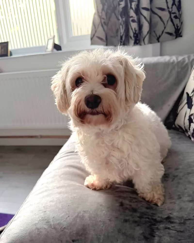 Coco, a 6 years old female Bichon Frise X available for adoption from Silver Fox Dog Rescue in Lincolnshire