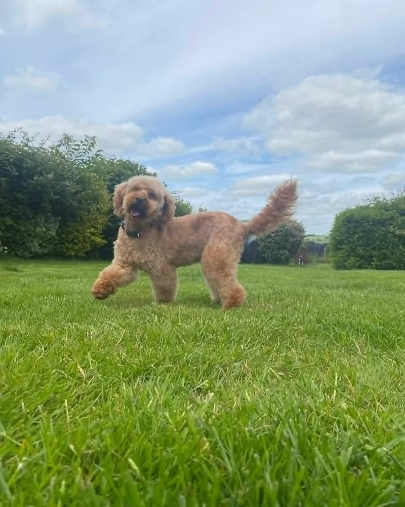 Zelda, a 7 years old female Poodle available for adoption from Silver Fox Dog Rescue in Buckinghamshire