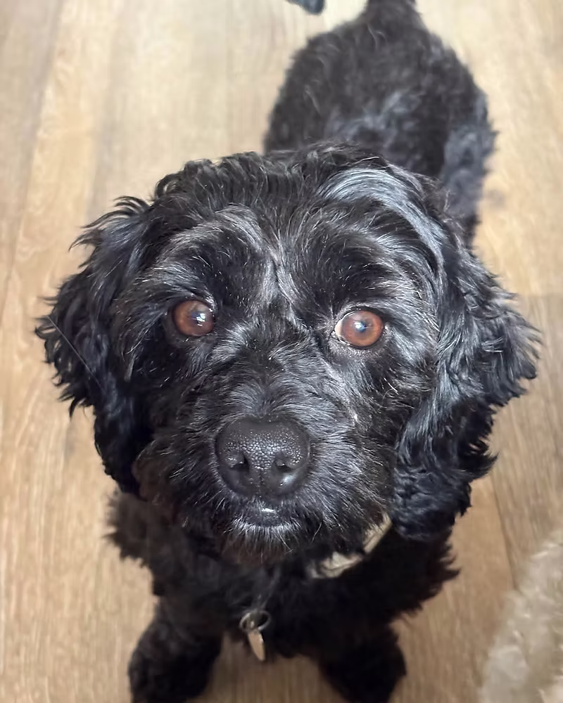 Lola, a 5 years old female Poodle X available for adoption from Silver Fox Dog Rescue in Bedfordshire
