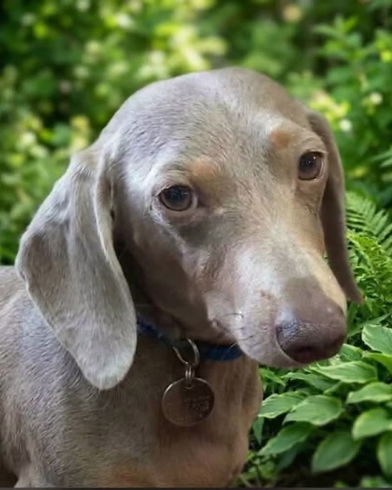 Willow, a 3 years old female Miniature Dachshund available for adoption from Silver Fox Dog Rescue in North Yorkshire