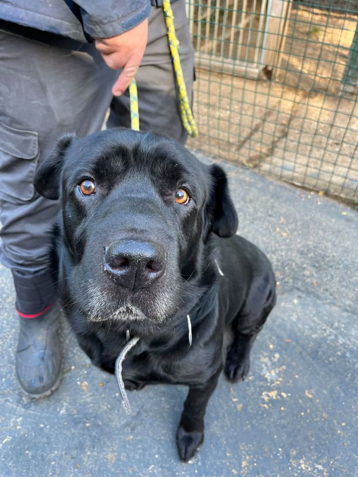 Oscar, a 8 years old male Labrador X Shar Pei available for adoption from Staffie & Stray Rescue in Dorset