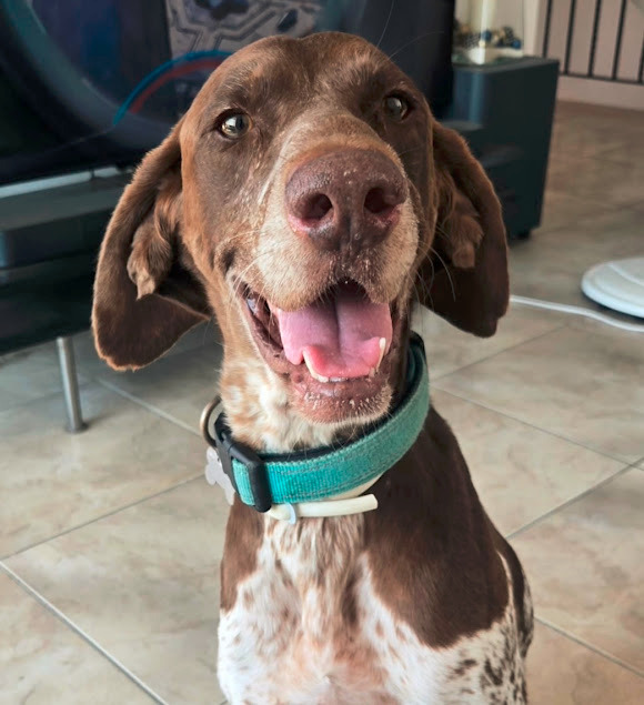 Orion, a 4 years old male Pointer available for adoption from Stronger Together Animal Rescue (STAR) in the UK