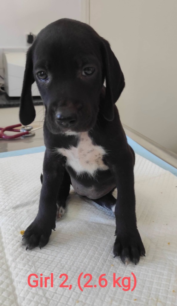 Pippa, a 3 months old female Pointer available for adoption from Stronger Together Animal Rescue (STAR) in the UK