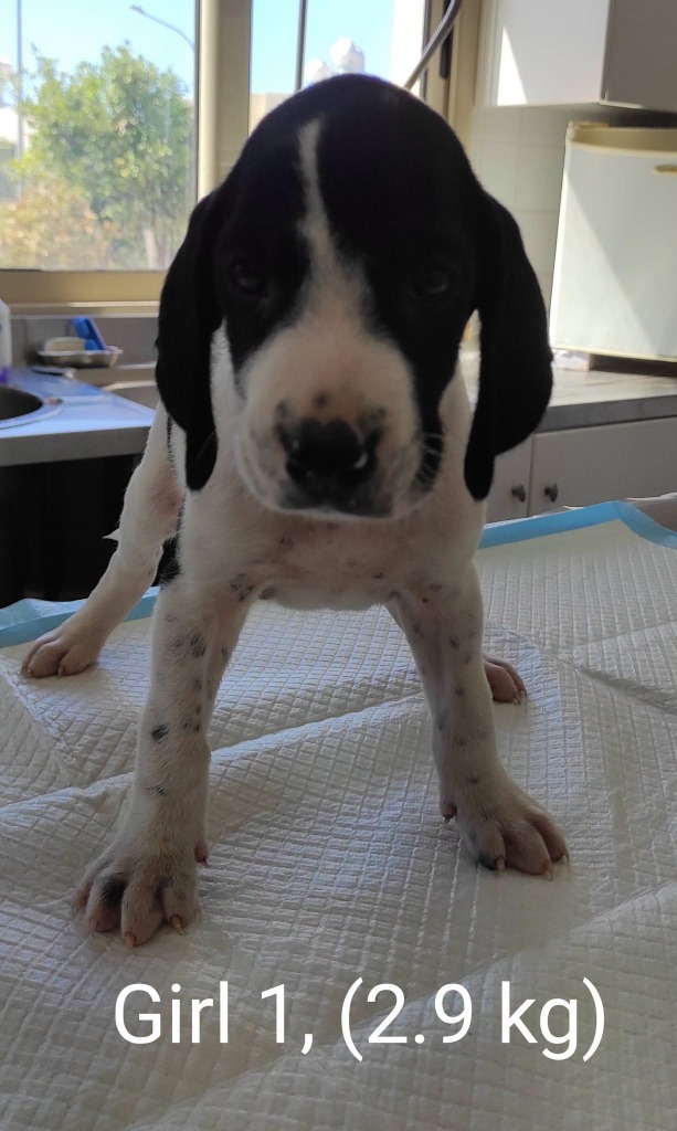 Lucky, a 3 months old female Pointer available for adoption from Stronger Together Animal Rescue (STAR) in the UK