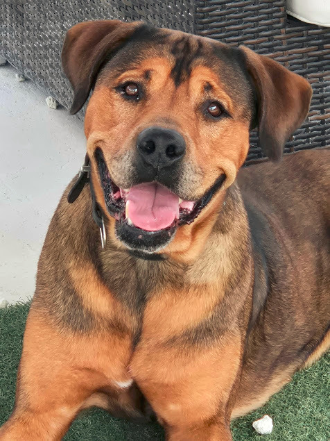 Rusty, a 5 years old male Rottweiler available for adoption from Stronger Together Animal Rescue (STAR) in the UK