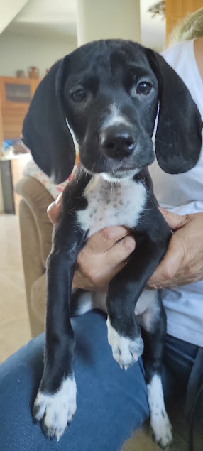 Tux, a 3 months old male Pointer available for adoption from Stronger Together Animal Rescue (STAR) in the UK