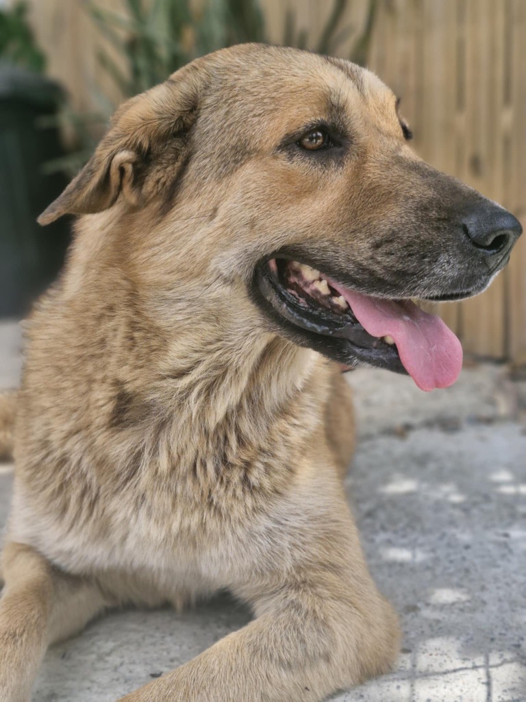 Kaira, a 6 years old female German Shepherd available for adoption from Stronger Together Animal Rescue (STAR) in the UK