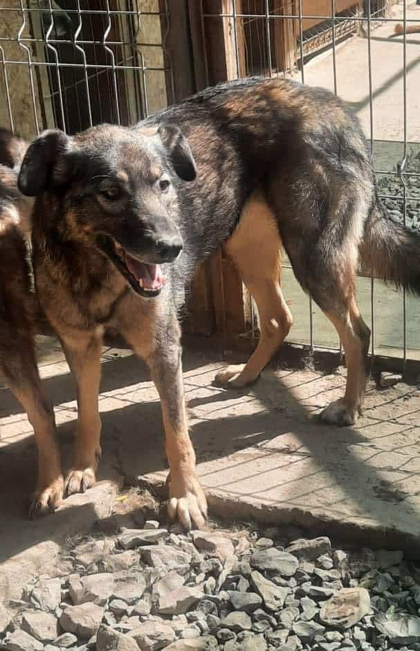 Ava, a 10 years old female Unknown available for adoption from Stray2me Rescue in Romania